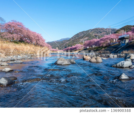 Kawazu Sakura and Kawazu River 136900388