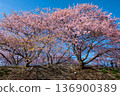 Kawazu Sakura 2 136900389