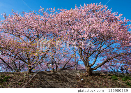 河津櫻2 136900389