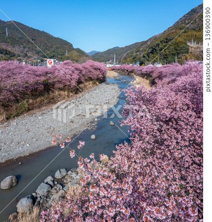 Kawazu Sakura 3 136900390