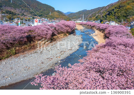 Kawazu Sakura 4 Kawazu Sakura 4 136900391