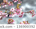Kawazu cherry blossoms and Kawazu River 2 136900392