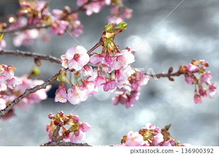 Kawazu cherry blossoms and Kawazu River 2 Kawazu cherry blossoms and Kawazu River 2 136900392