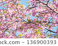 Kawazu cherry tree and mezzo 136900393