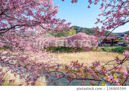 Kawazu Sakura 5 Kawazu Sakura 5 136900394
