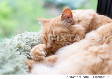 Cat sleeping by the window Tea tabby cat 136900396