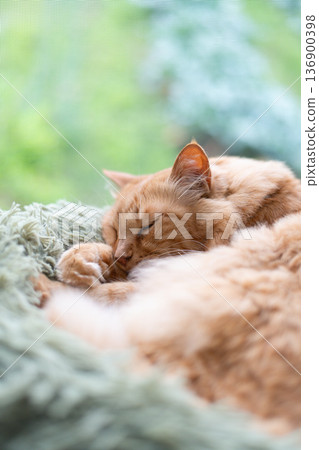 Cat sleeping by the window Tea tabby cat Cat sleeping by the window Tea tabby cat 136900398
