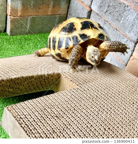 Russian tortoise crossing a bridge Russian tortoise crossing a bridge 136900411