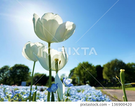 公園花壇裡盛開著白色的鬱金香，天空湛藍。 136900420
