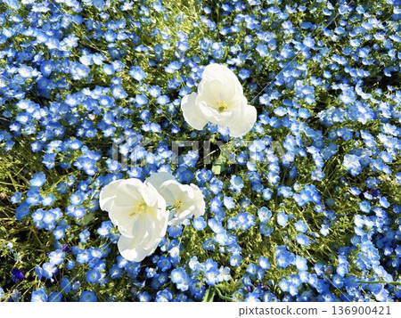 White tulips and clusters of nemophila 136900421