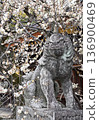White plum blossoms in full bloom and guardian lion dogs at Kitano Tenmangu Shrine in Kyoto 136900469