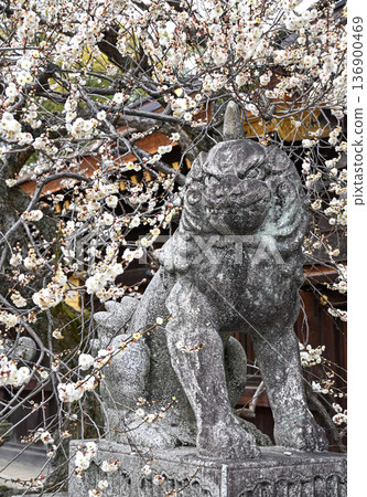 京都北野天滿宮,白梅盛開,守護神獅狗栩栩如生。 京都北野天滿宮,白梅盛開,守護神獅狗栩栩如生。 136900469
