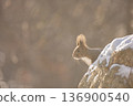 Hokkaido squirrel wrapped in light 136900540