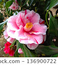 茶花 136900722