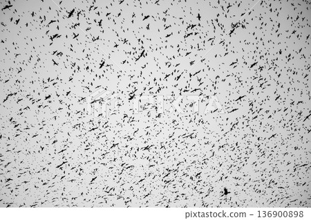 Black silhouettes of flying birds. Crows fly against the grey sky. 136900898