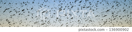 Black silhouettes of flying birds. Crows fly against the blue sky. Black silhouettes of flying birds. Crows fly against the blue sky. 136900902