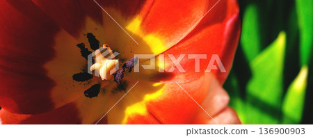 Tulips close-up. Vibrant, iridescent tulips. Background from multi colored tulips Tulips close-up. Vibrant, iridescent tulips. Background from multi colored tulips 136900903