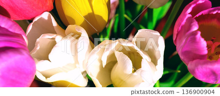 Tulips close-up. Vibrant, iridescent tulips. Background from multi colored tulips Tulips close-up. Vibrant, iridescent tulips. Background from multi colored tulips 136900904