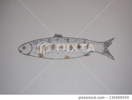 鱒魚 136900930