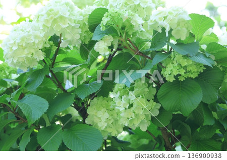 White Odemari White Odemari 136900938