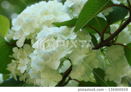White Odemari White Odemari 136900939