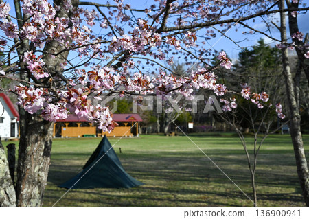 有櫻花的公園 136900941