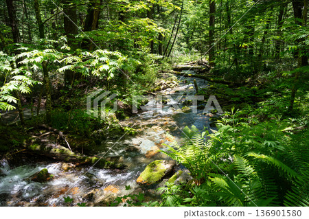 Small forest stream along Kamikochi hiking trail, Japan Small forest stream along Kamikochi hiking trail, Japan 136901580