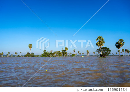 Borassus palm trees on Lake Tempe, South Sulawesi, Indonesia Borassus palm trees on Lake Tempe, South Sulawesi, Indonesia 136901584