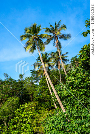 Palm trees on Lia beach, Waleakodi Island, Togian archipelago, Sulawesi, Indonesia 136901588