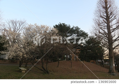 Trees and plum blossoms swaying in the wind in a park in early spring Trees and plum blossoms swaying in the wind in a park in early spring 136901600