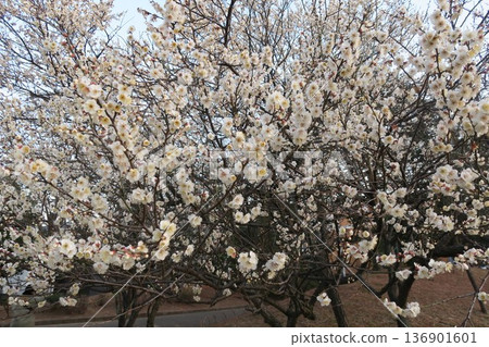 大屋田公園的白梅花 大屋田公園的白梅花 136901601
