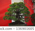 A bonsai 136901605
