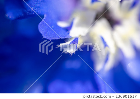 Flowers Flowers 136901617