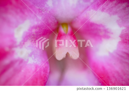 花 花 136901621