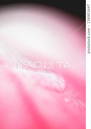 dew dew 136901647