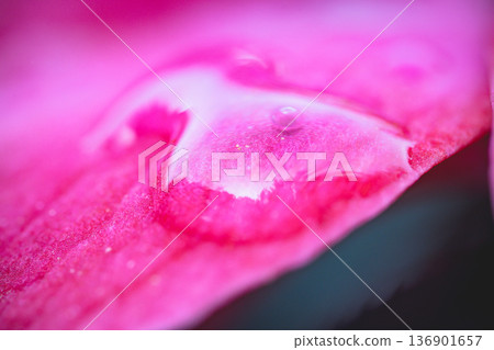 dew 136901657