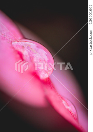 dew dew 136901662