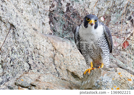 Peregrine Falcon standing on a cliff rock Peregrine Falcon standing on a cliff rock 136902221