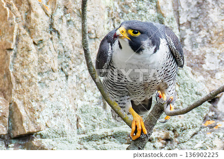 A peregrine falcon stands guard from a thin branch A peregrine falcon stands guard from a thin branch 136902225