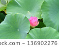 A lotus 136902276