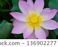 A lotus 136902277
