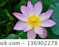 A lotus 136902278