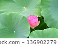 A lotus 136902279