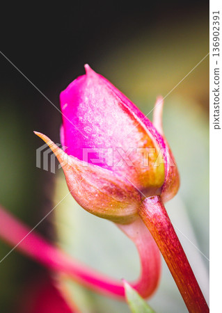 花 花 136902391
