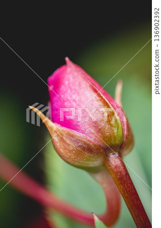 花 花 136902392
