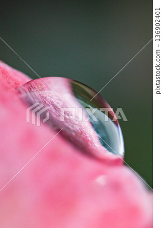dew dew 136902401