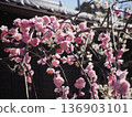 Plum blossom  136903101