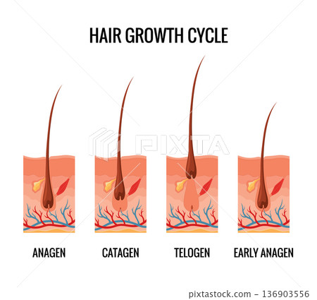 Hair growth cycle. Follicles phase. Anagen, Catagen and Telogen of hair bulbs phase. Human hair follicle anatomy. Cross section of layers of the skin 136903556