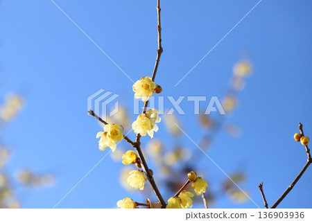 冬季公園盛開的黃樺花 冬季公園盛開的黃樺花 136903936