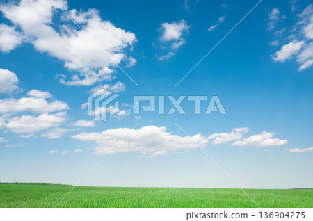 藍天和綠草地 136904275